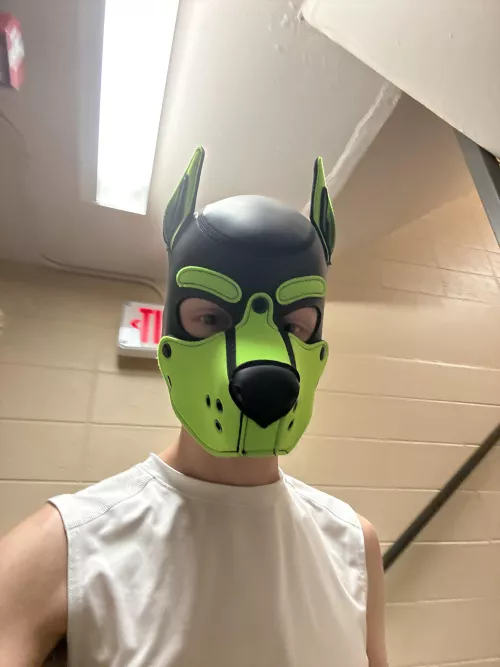 Being sneaky around campus 👟 by Pup-Atlas