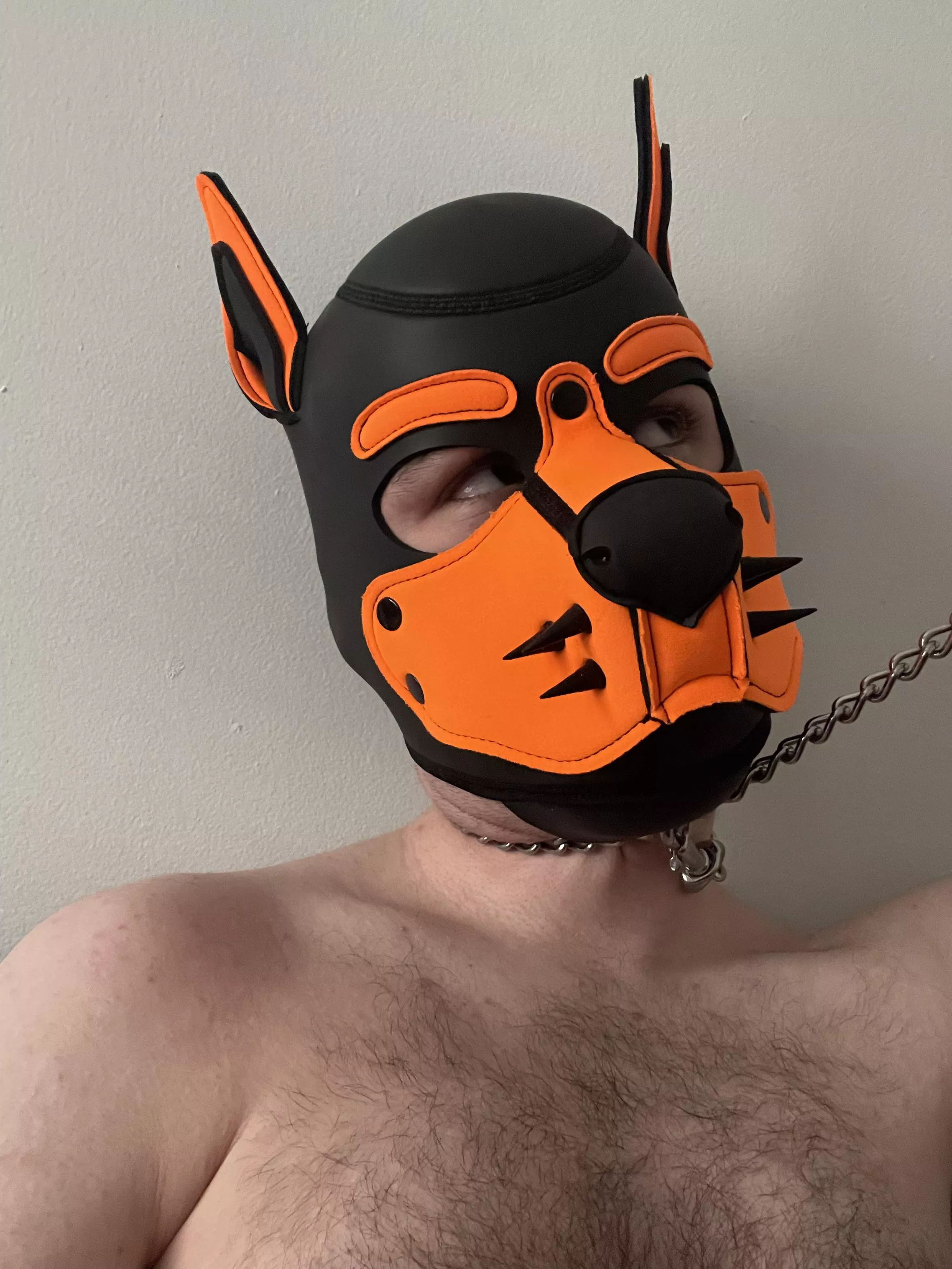Come tug on my leash  posted by PupAjaxTheGreat