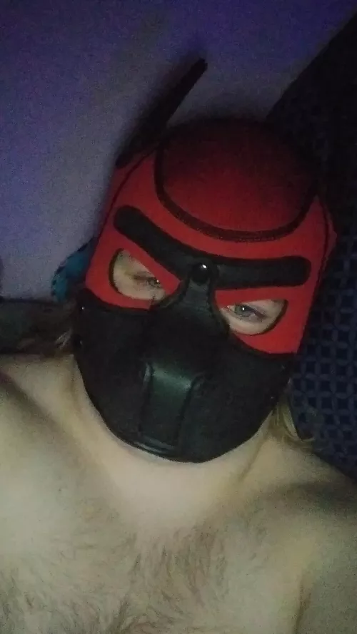 Just an eepy puppy. by Zozathelion