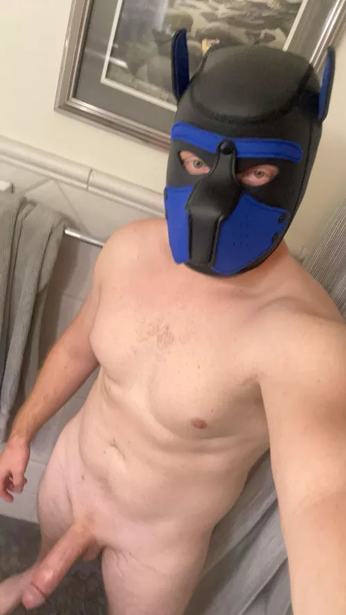 New pup in town :)  by Pup_Glacier