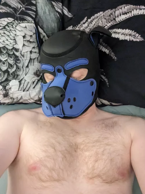 Someone is a sleepy pup by EnvironmentalGap6303