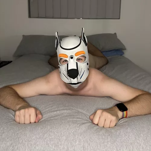 Bark! I stole your bed. It’s mine now ❤️ by bobbymoon145