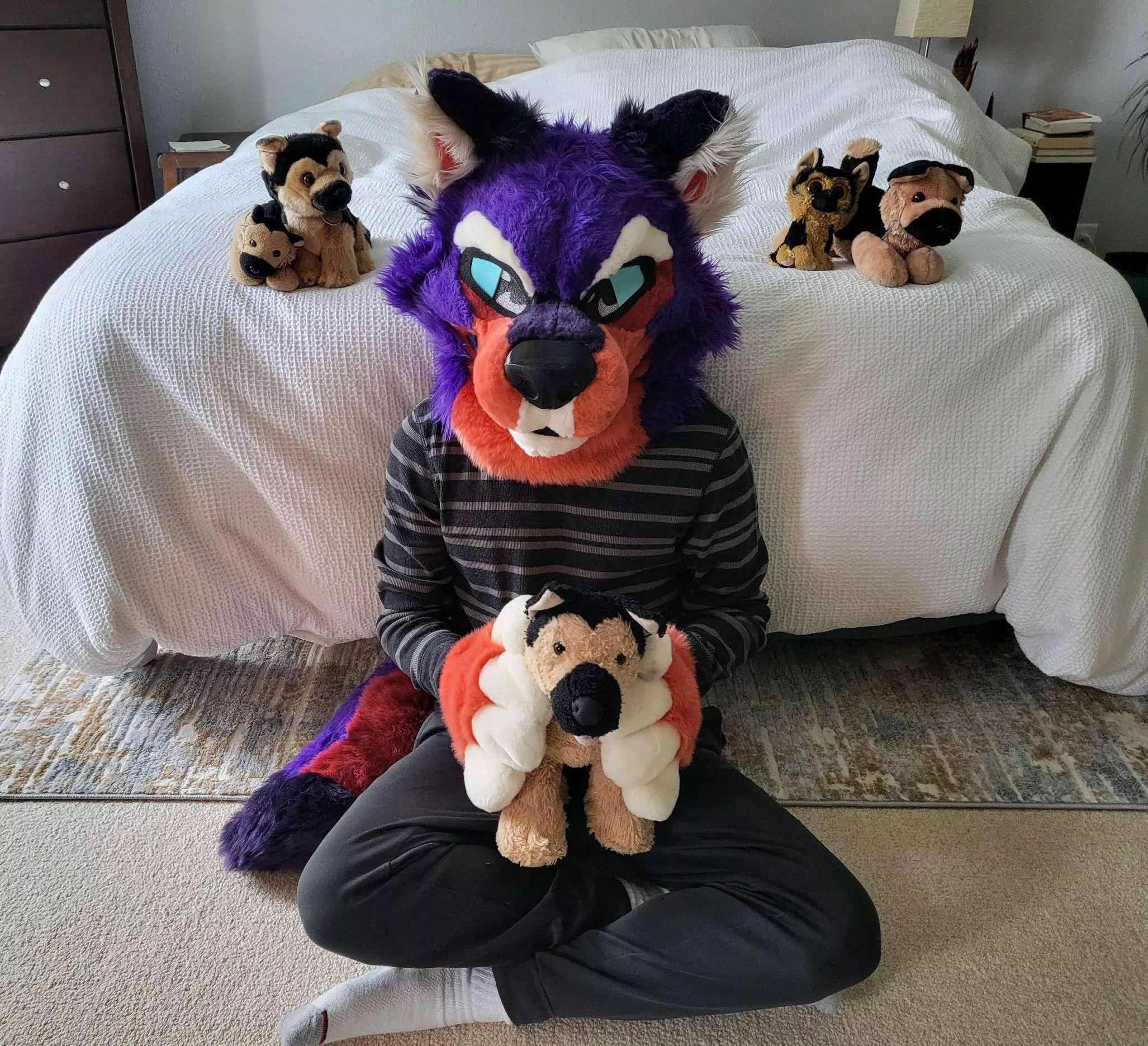 Dusk and the Shepherd pack :3  posted by FROSTNOVA_Frosty