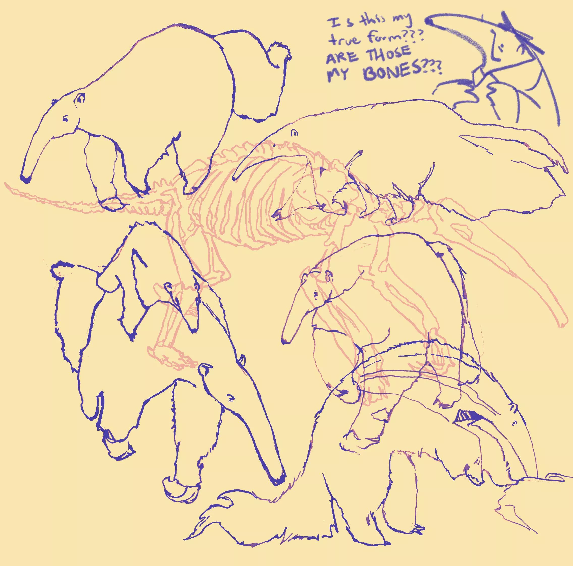 fursona’s honest reaction to my anteater animal study posted by t00thtea