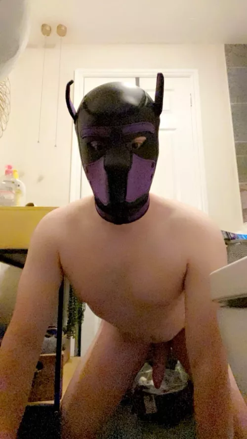 New Pup here 🙇🏻‍♂️ by joshsimmons02