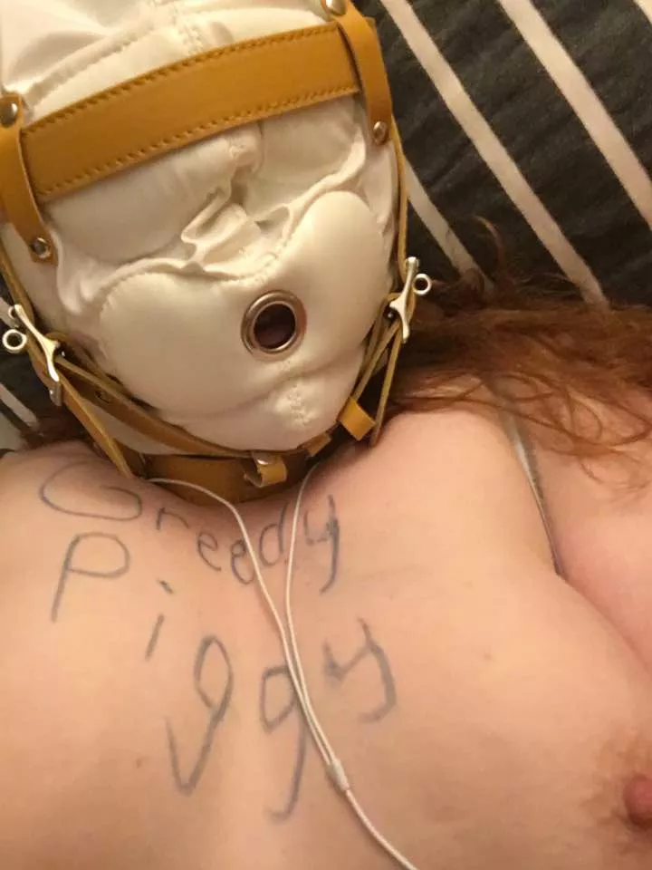 Greedy piggy posted by Pir8Rbrts2