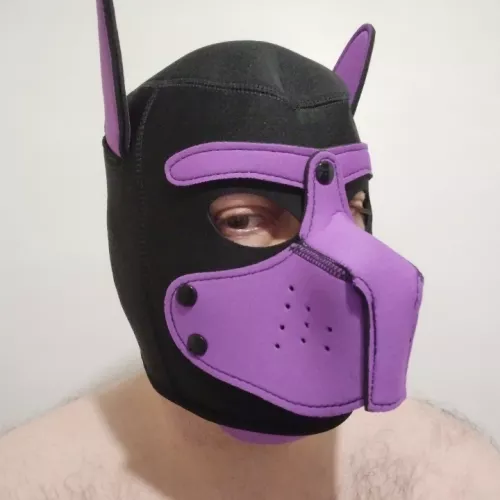 Puppy's first hood arrived today! by Sorry-Highway3830