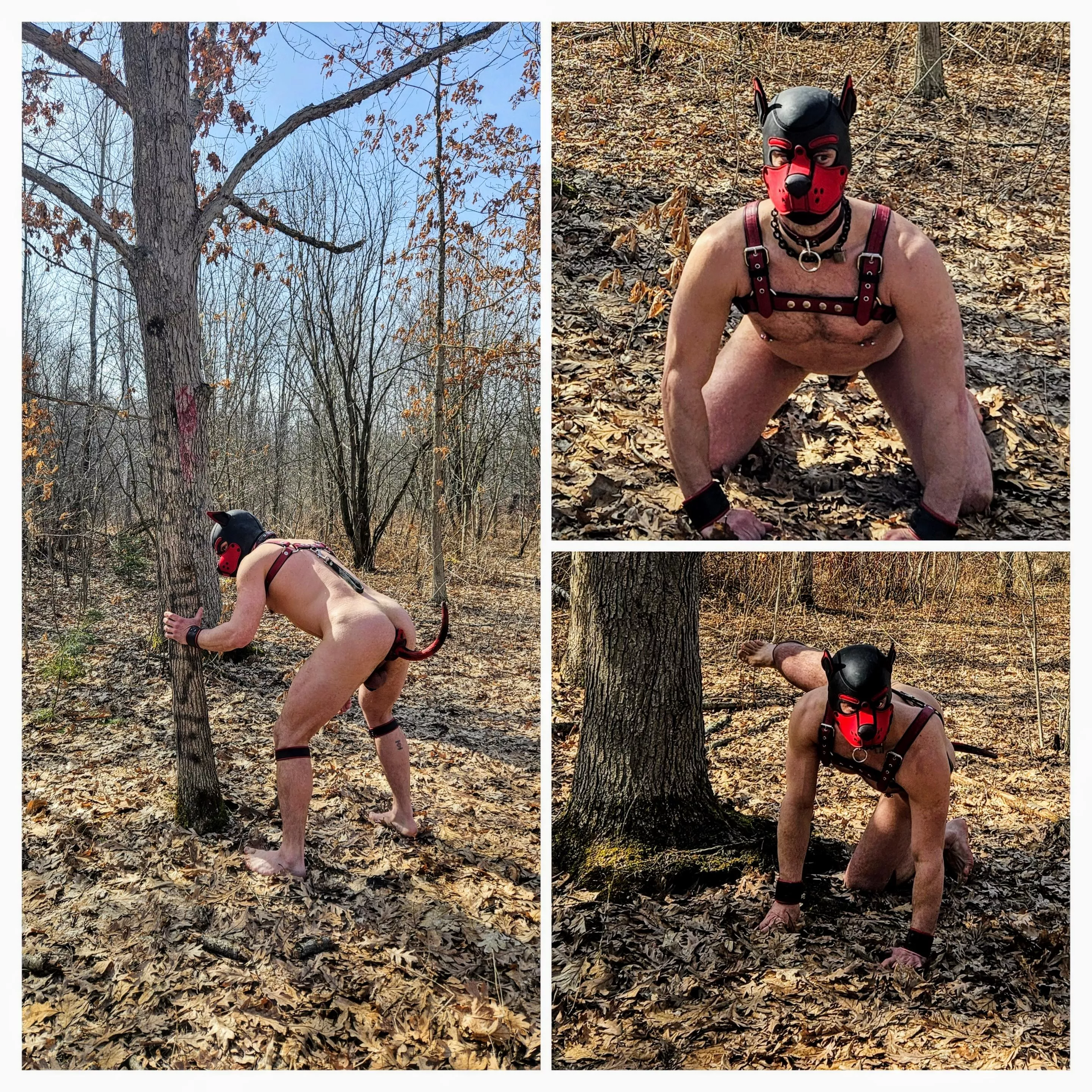Yesterday afternoon, after work, He took  PupJeef out for walkies on the trails near the house because he had been such a good boy 💪🐶👉🔒🐕 posted by Jeef_ottawa