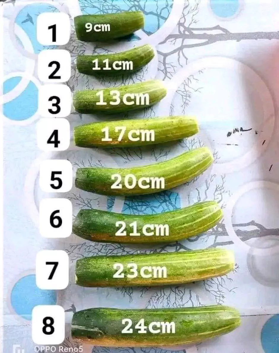 I bet my girlfriend that no one will win the penis comparison posted by Technical-Effort-119