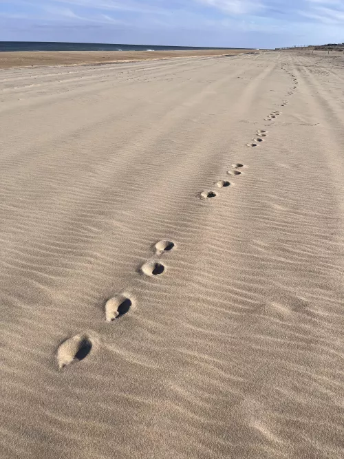 Can anyone help ID these tracks? by lemonlimelinds