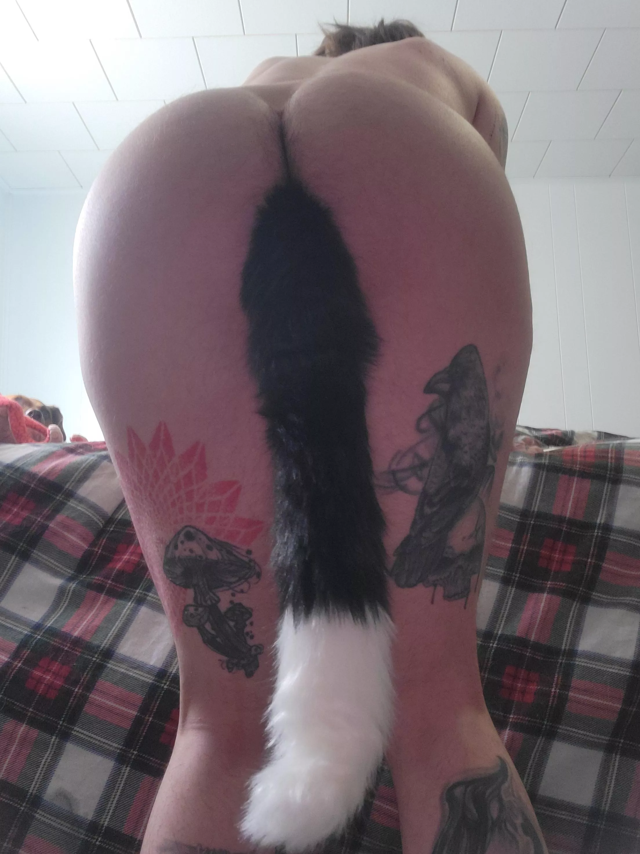 This pet needs an owner  posted by Inevitable-Page9654