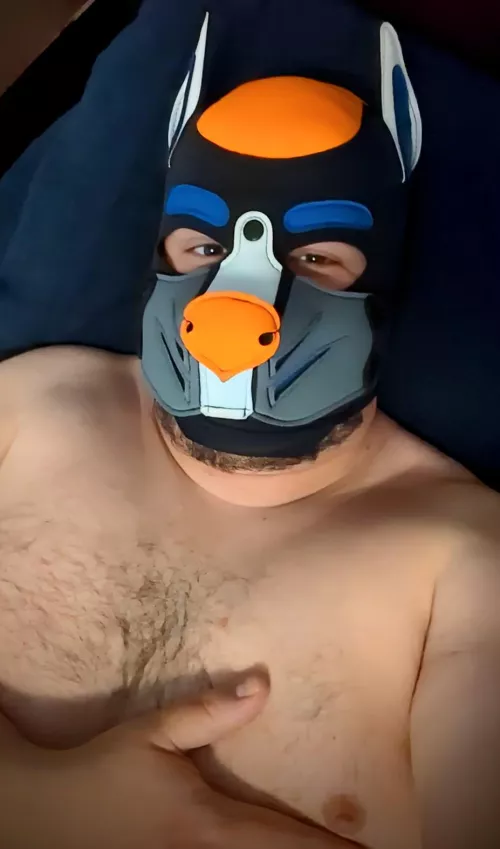 This pup is very satisfied from a good afternoon session with a toy!  by ctstmf