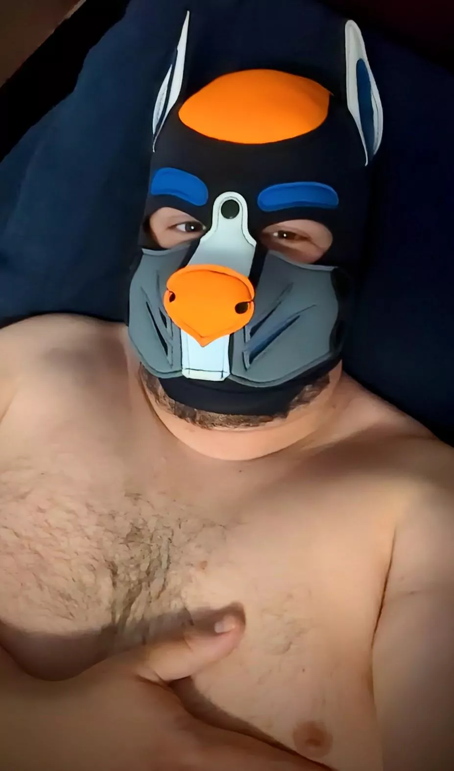 This pup is very satisfied from a good afternoon session with a toy!  posted by ctstmf