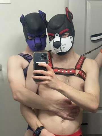 Two pupperinos 🐾 posted by shamelessfoxmusky