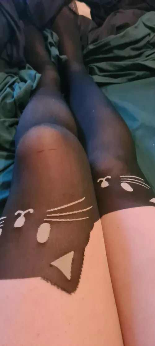 Cats for Sunday study by HealthyBat6852