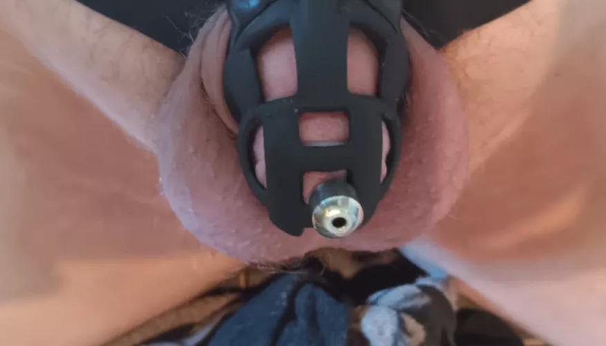 Urethra tube in for first time it feels so good in my cage by hentainutlord