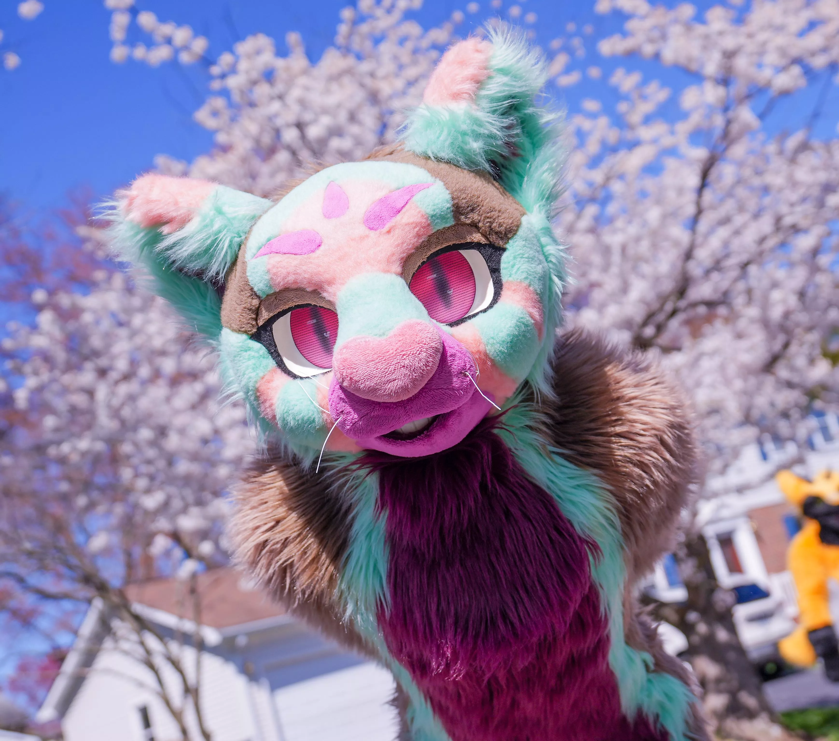 Hey you, wanna go walk through the cherry blossoms? 🌸 posted by DumbDogMiles