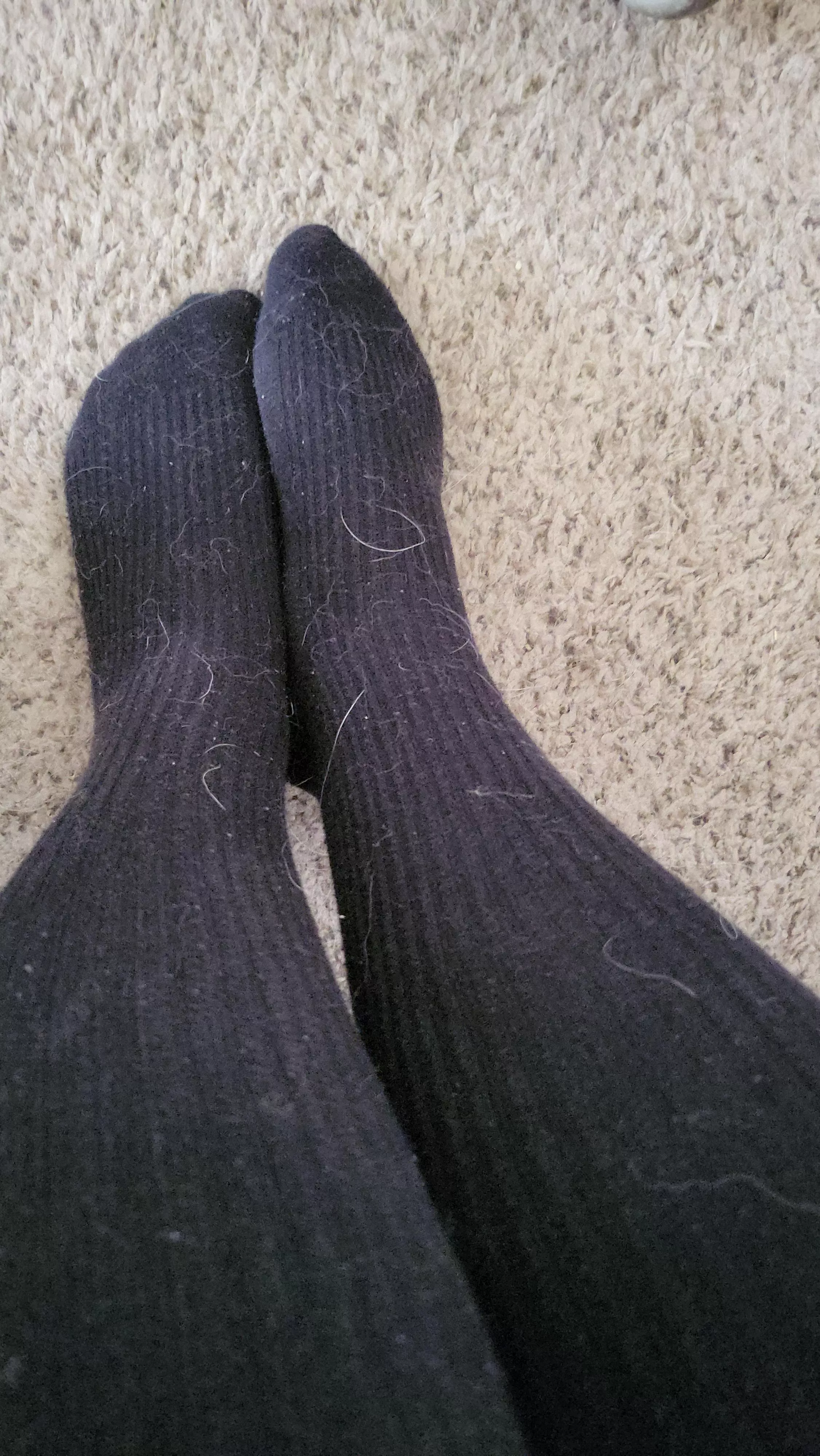 Furry, dirty socks posted by sweet_brier_rose