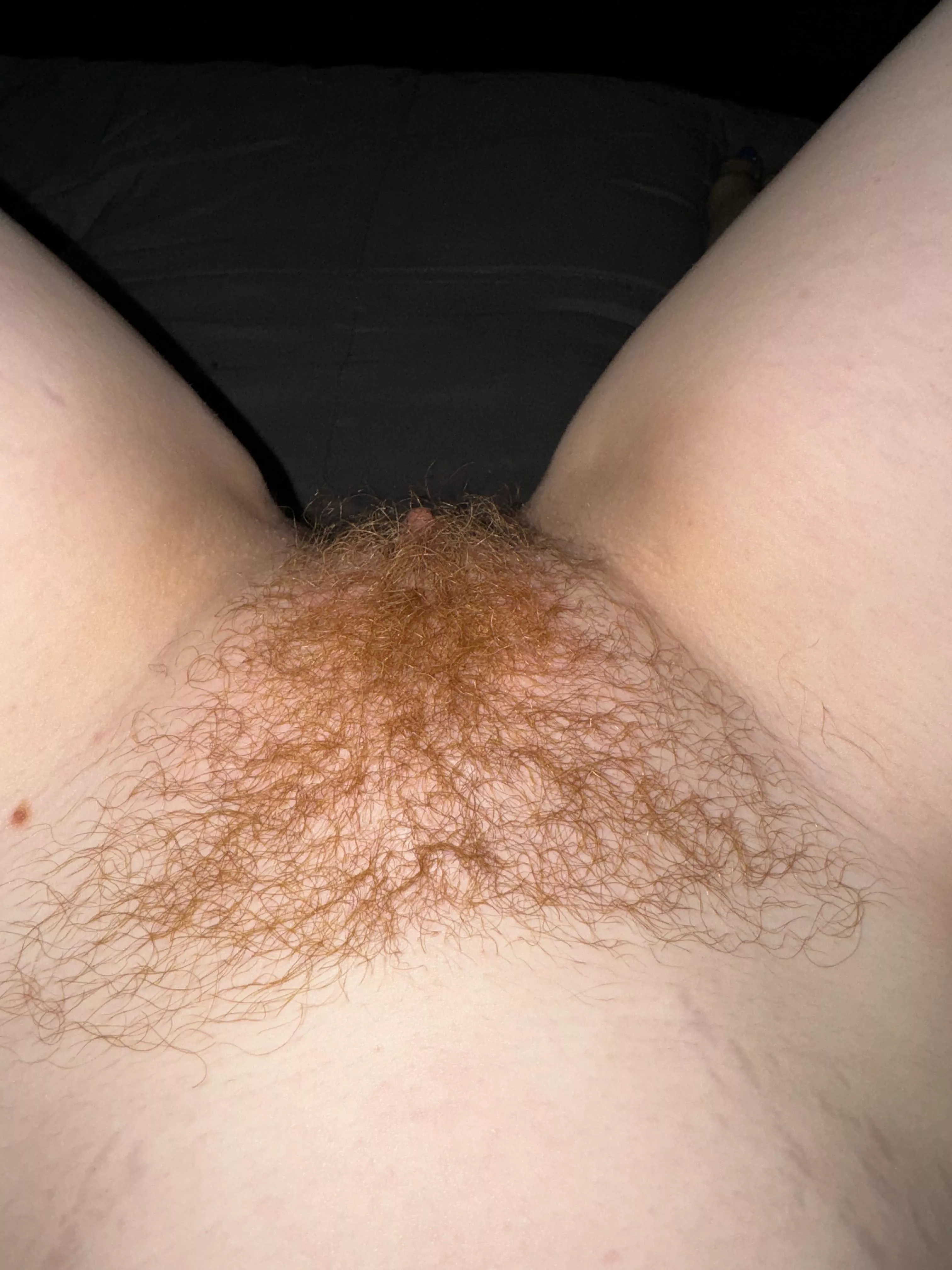 Ginger bush before bedtime  posted by BellaRedSouth