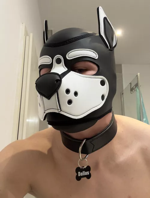 Got a new collar :3 by pupdallas