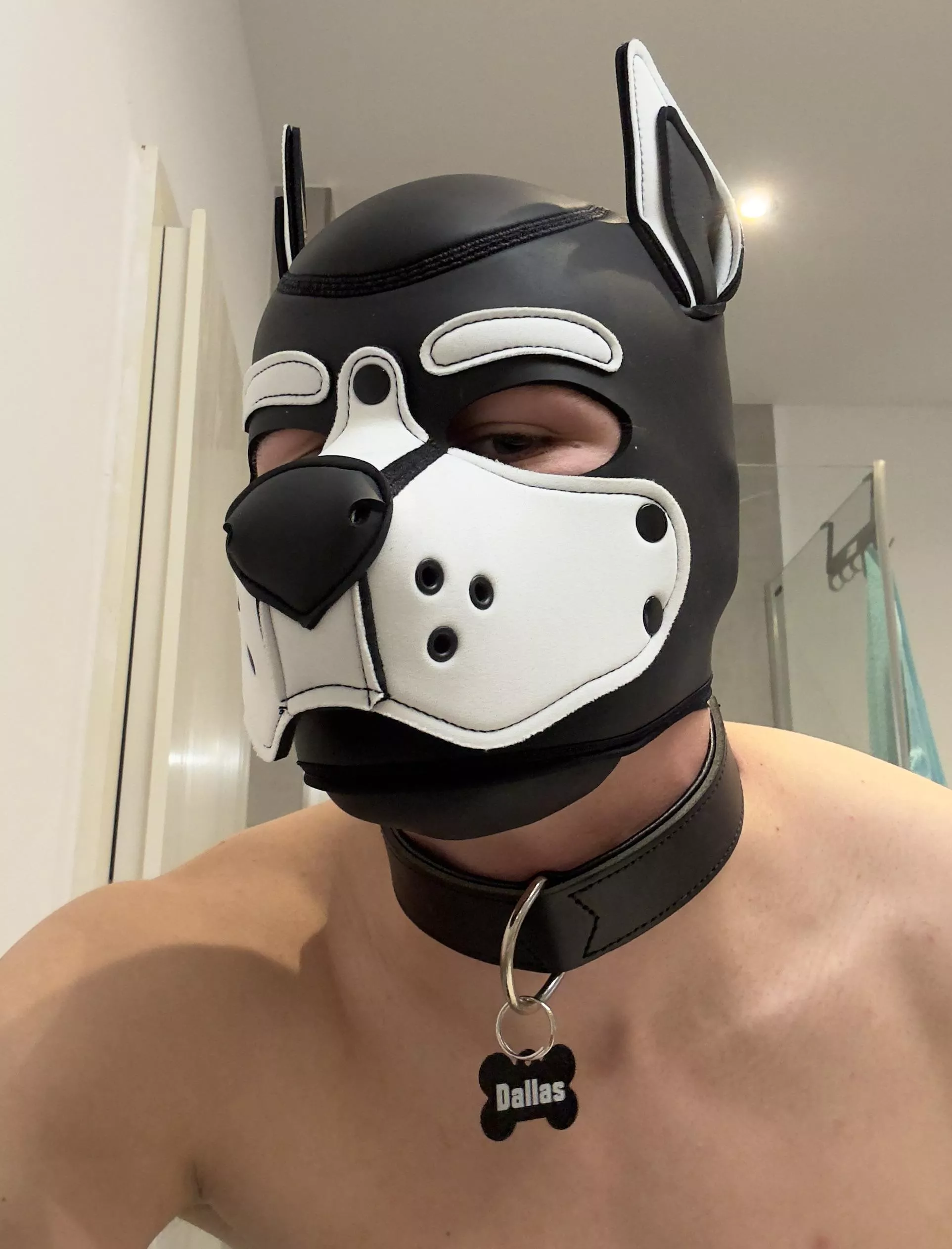 Got a new collar :3 posted by pupdallas