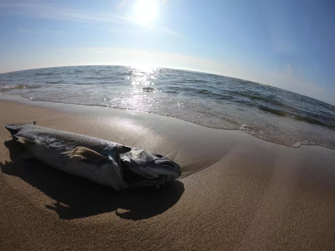 just a fish chillin out by InterestingView9058