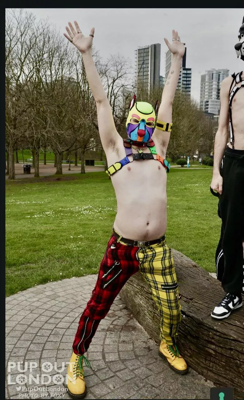 Colourful pup says hey :D posted by differentdanmk2