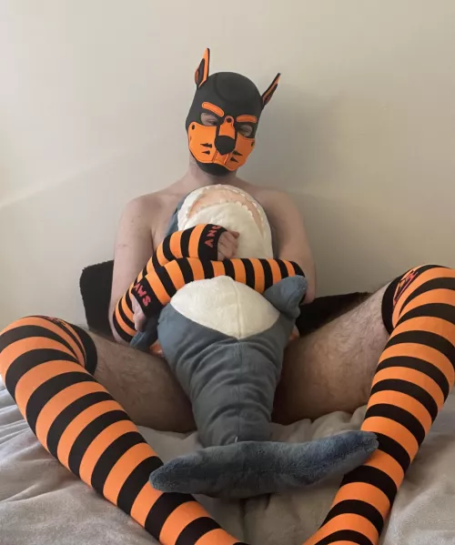 Can you tell black and orange are my colors? by PupAjaxTheGreat