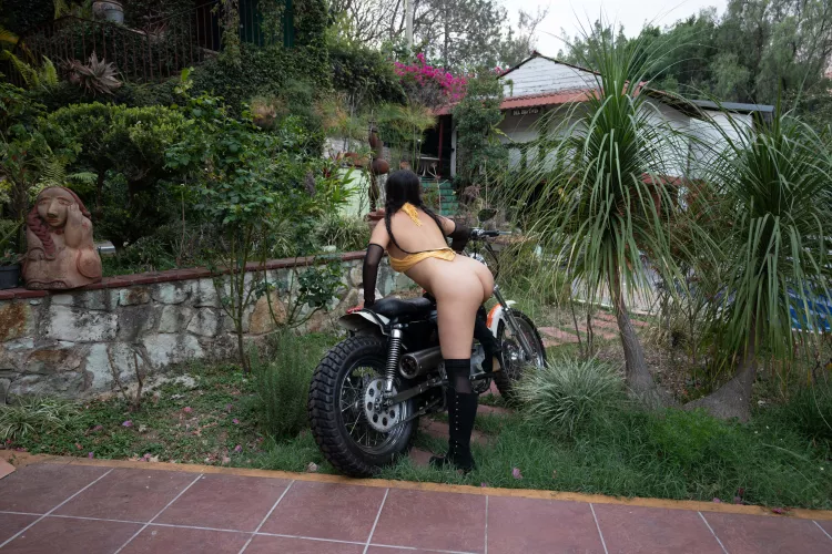 I hope the neighbors like Harley's by Amateurlatina