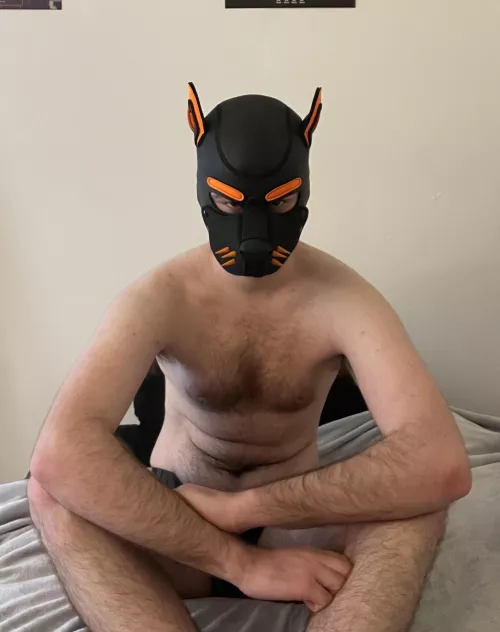 What are you up to pup? You should get over here, I’ve got a job for you by PupAjaxTheGreat