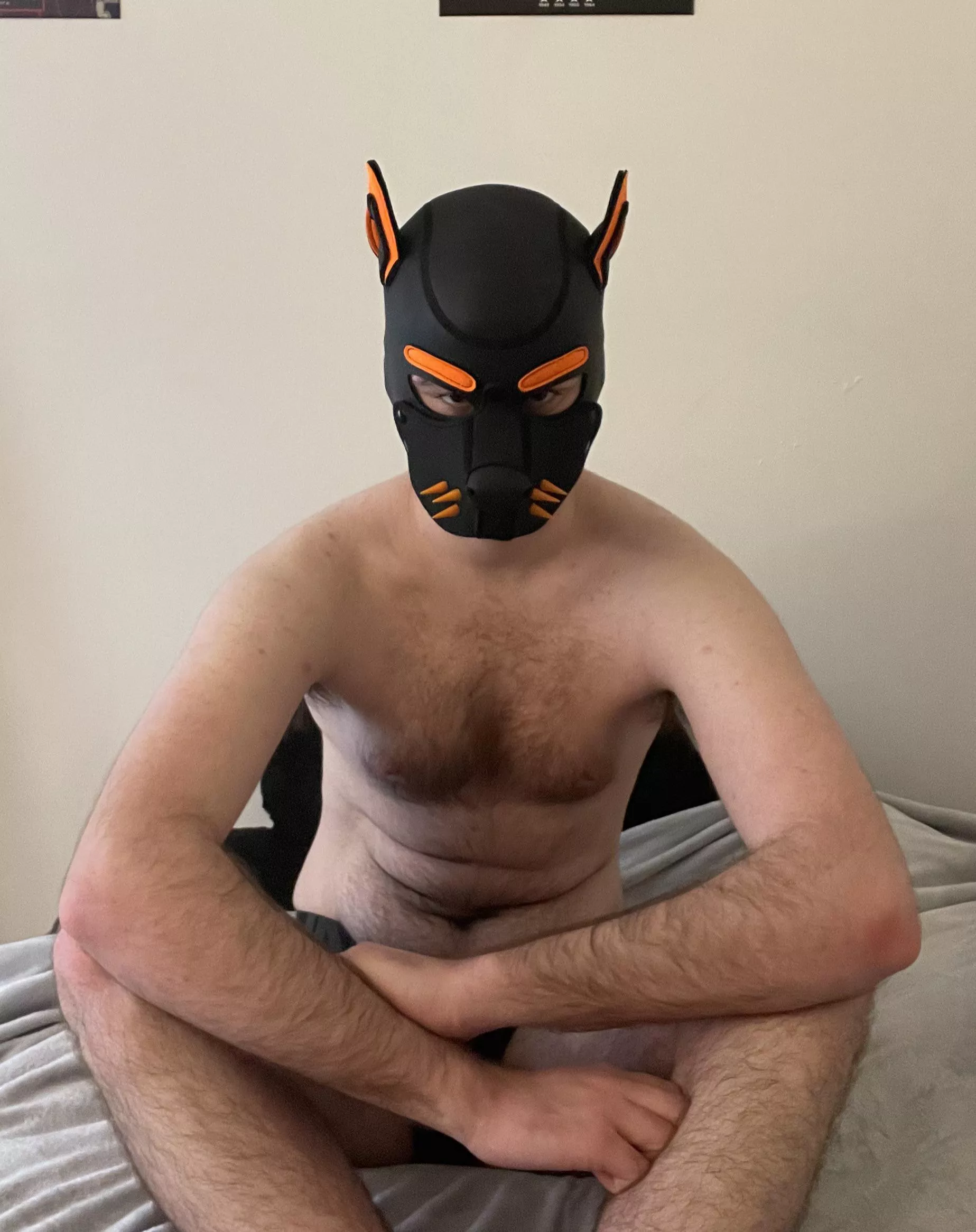 What are you up to pup? You should get over here, I’ve got a job for you posted by PupAjaxTheGreat