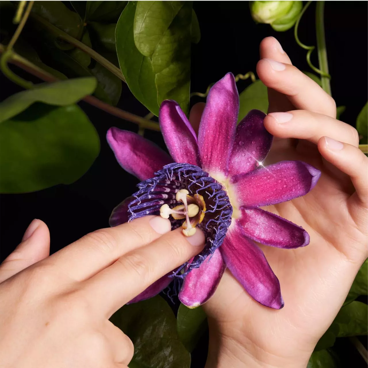 Pure passion posted by SamoTheWise-mod