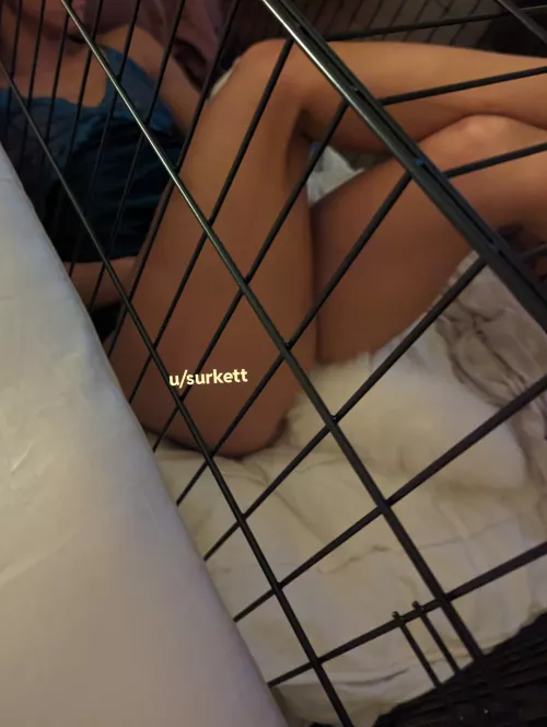 Tail in, cage time at the foot of the bed, Netflix on the TV. Life is good.  by Surkett