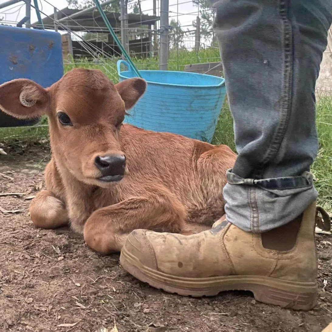 Where can I find these work boots Chelsea style? posted by dokgasm