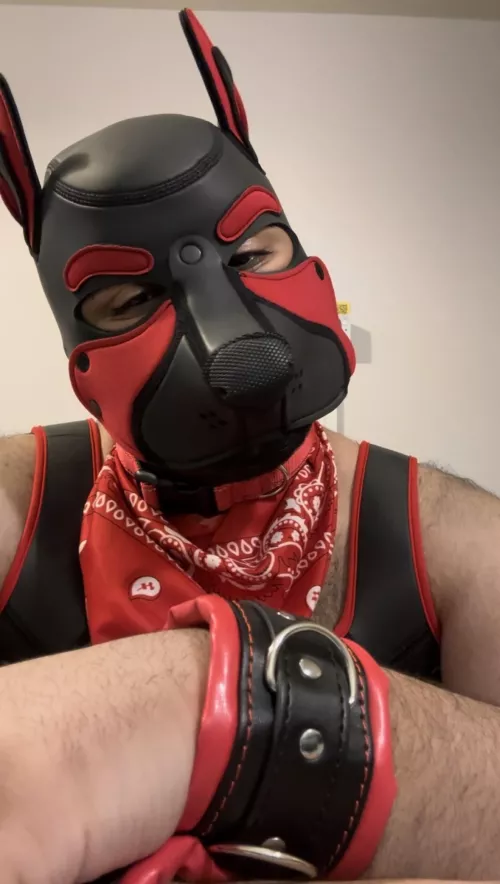 New pup in town 🐾 by Perseusthepup