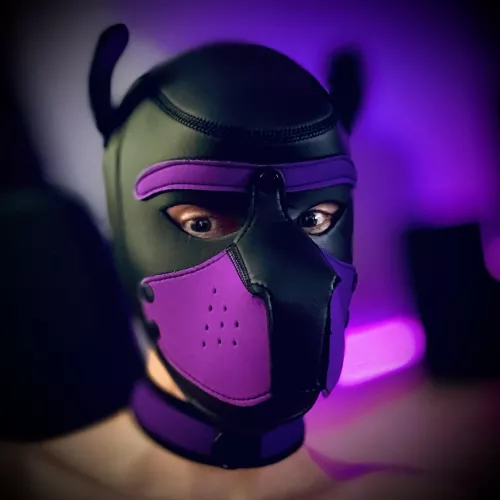 Have a great night 💜 Snuggles 🐶 and sleep tight 💤 by Pup_Arlo