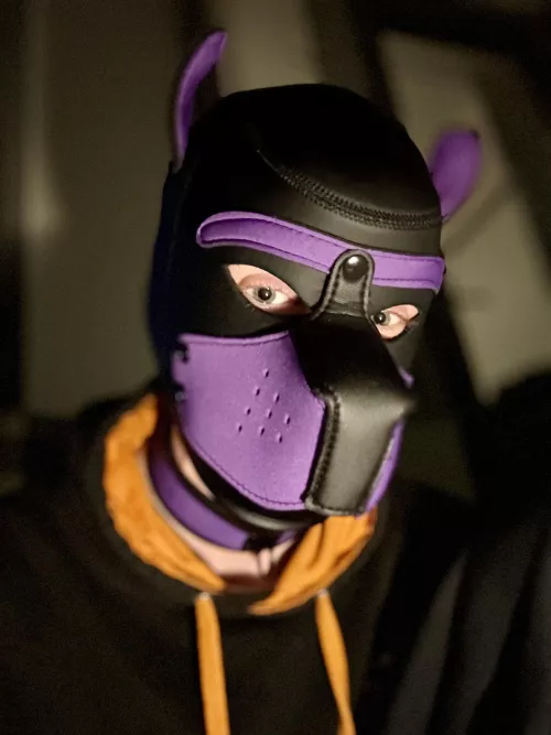 Late evening & early summer vibes 🐾 🐶 💜 by Pup_Arlo