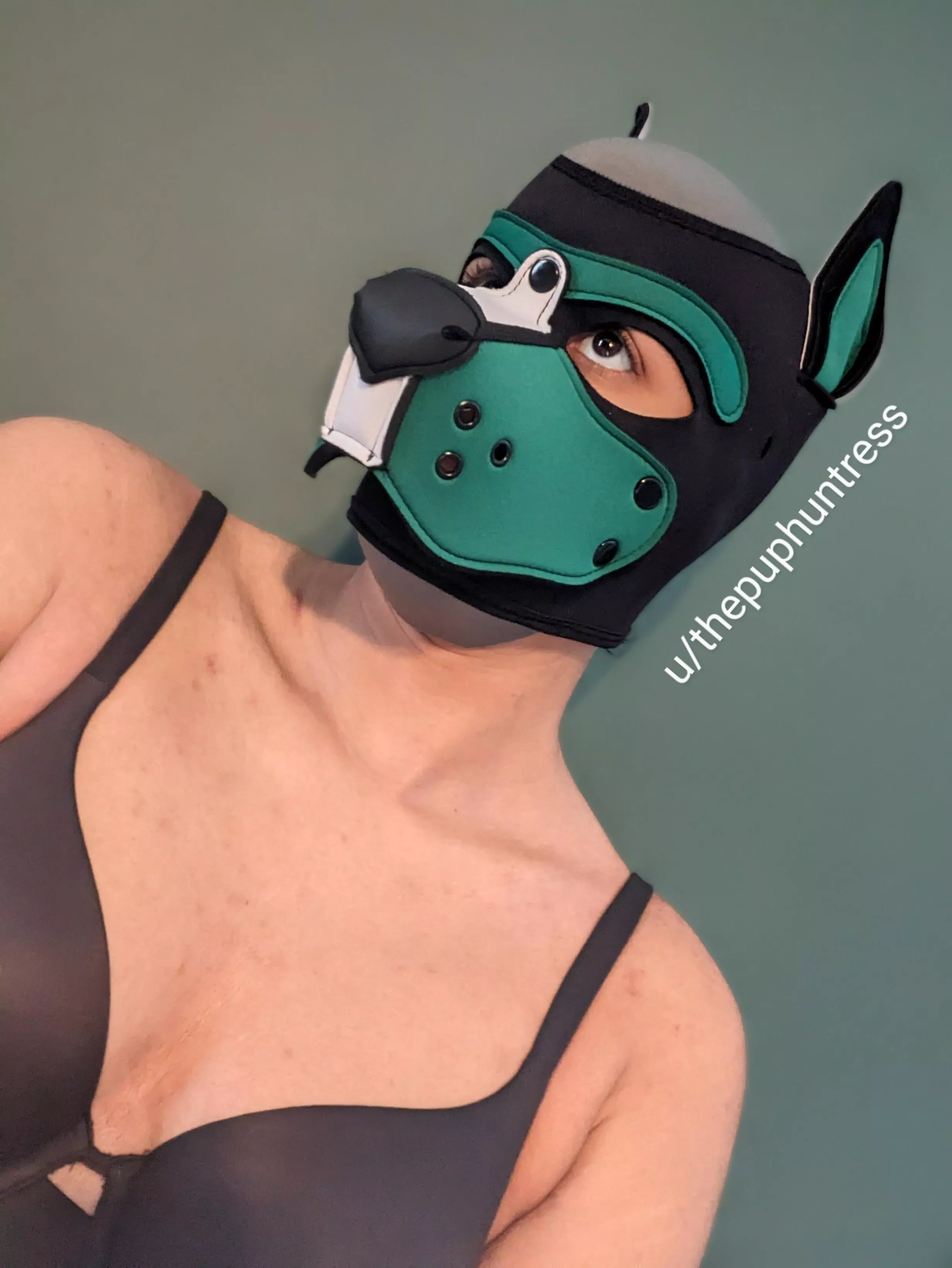 Puppy dog eyes posted by thepuphuntress