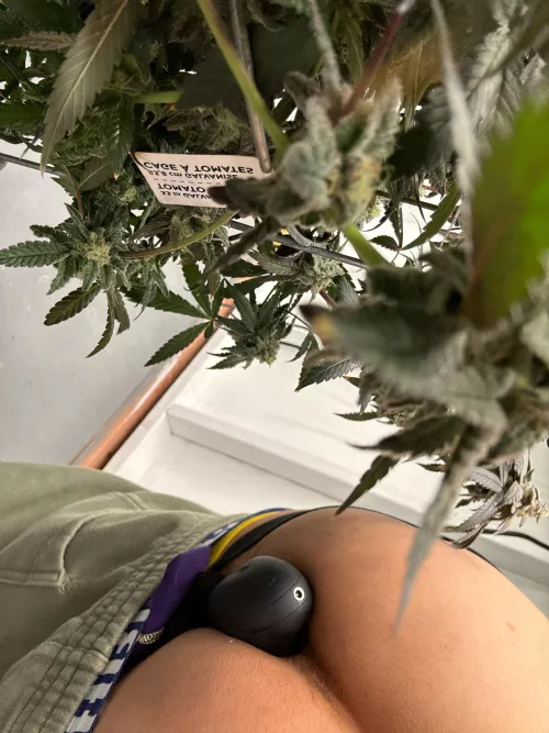 Trimming weed in my jockstrap and cock ring with a toy in my ass.  by peggaholic