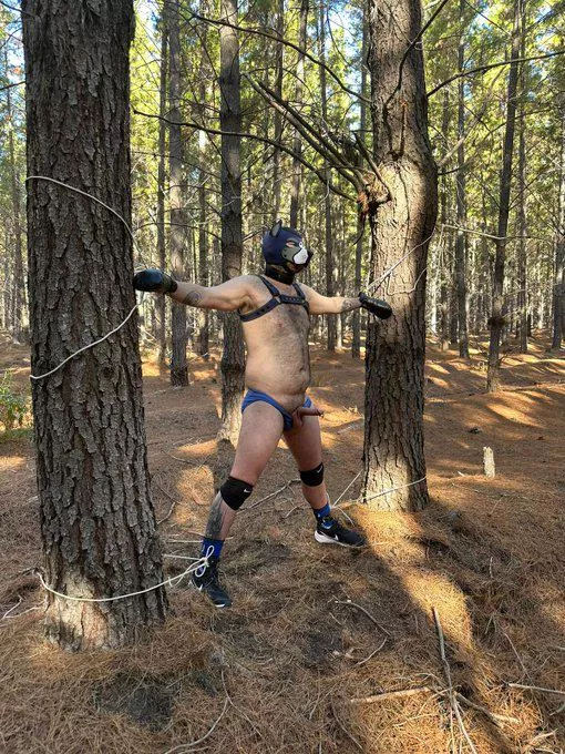 If you go down to the woods today, be sure of a big surprise! posted by Tradiecub