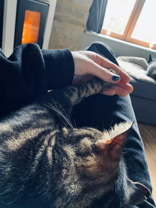 No one wants to hold my hand so my cat stepped up✨ by Lonelyboiforu