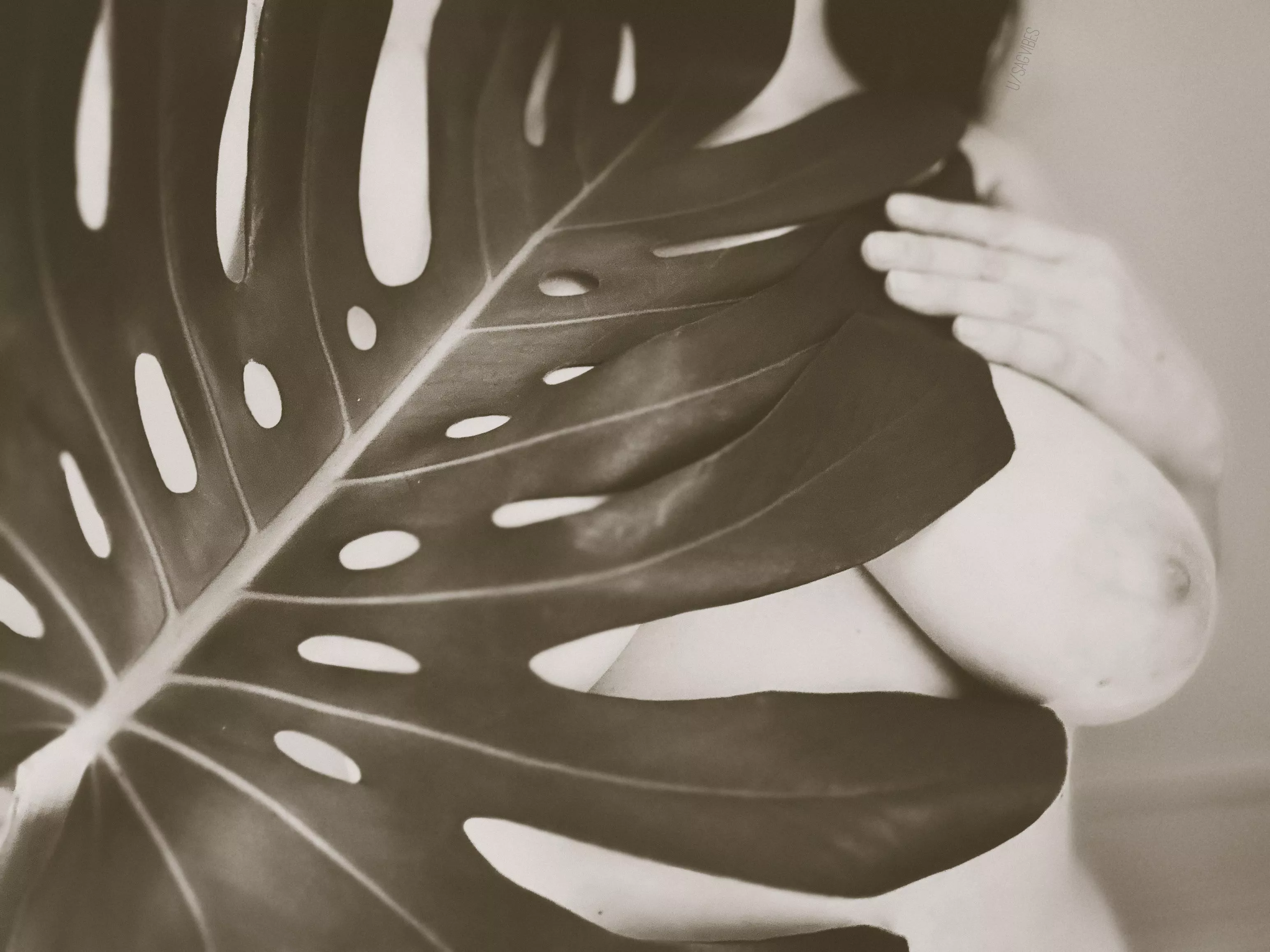 I’m awfully frond of you  posted by SagVibes