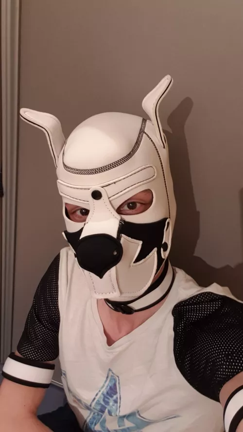 Awrooo!! Armbands arrived today!🐾 by Jeff_the_Pup