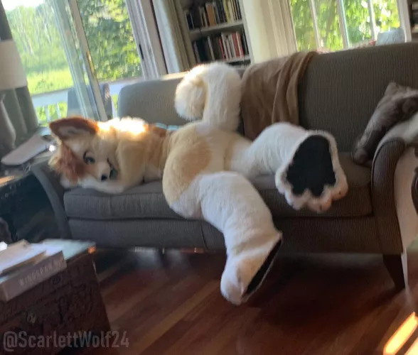 Get that dog off the couch!!! 🐾 Happy Fursuit Friday!! by scarlettwolf24