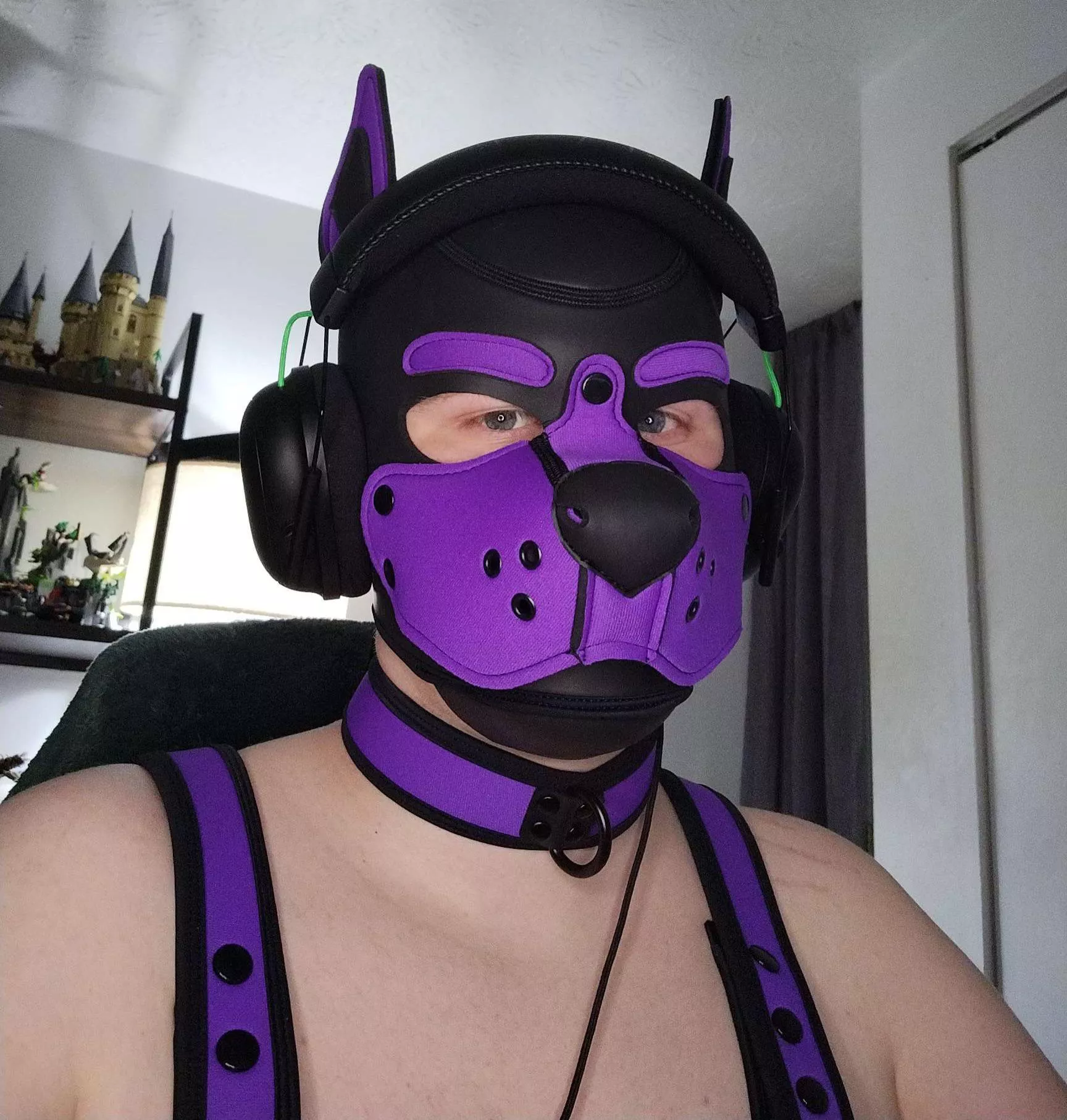 Puppy Gayming!  posted by Lavender-Pup