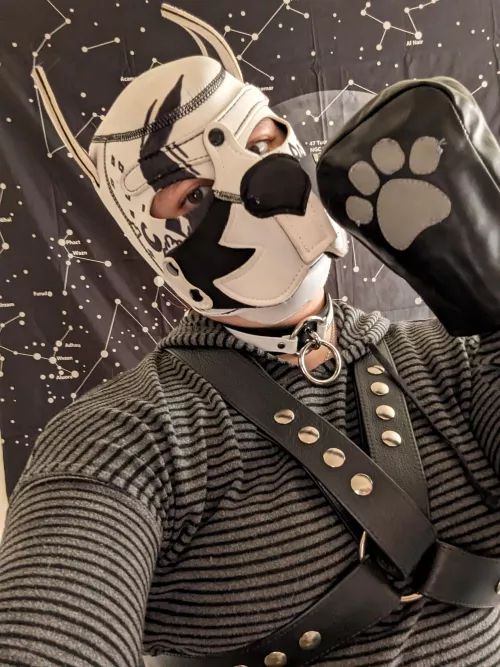 spacey pup wants your attention<3 by pup-atlas-