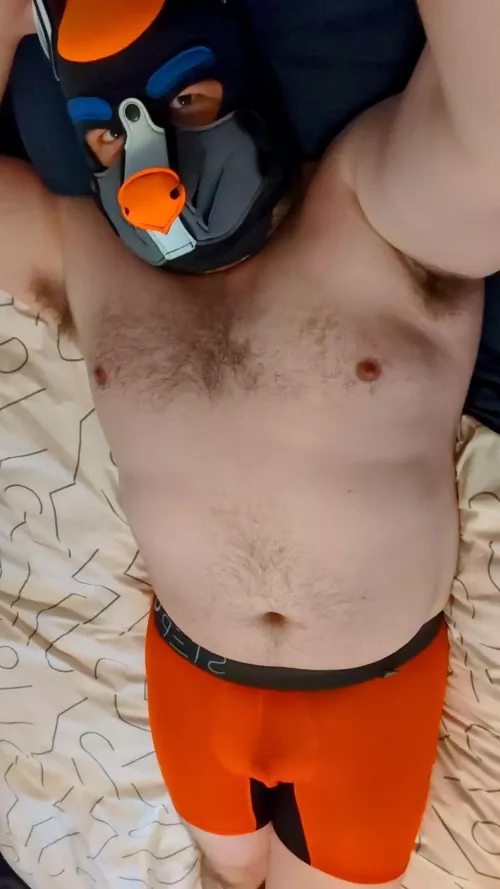 It's one of pup's favorite days, NEW UNDIES DAY! 🧡🩲🧡 by ctstmf