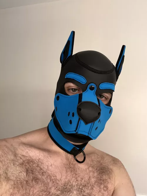 New hood 😈 by moki_pup