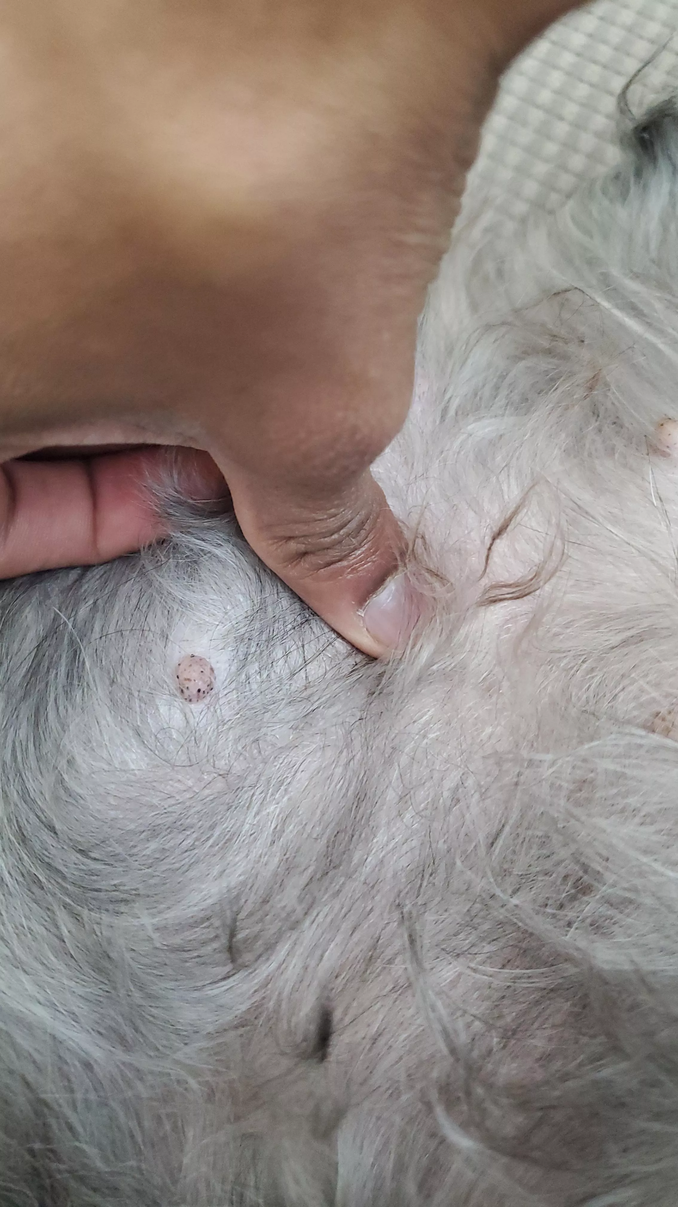 My friend's dog has these weird blackheads on its nipples posted by MorbiusisGOAT