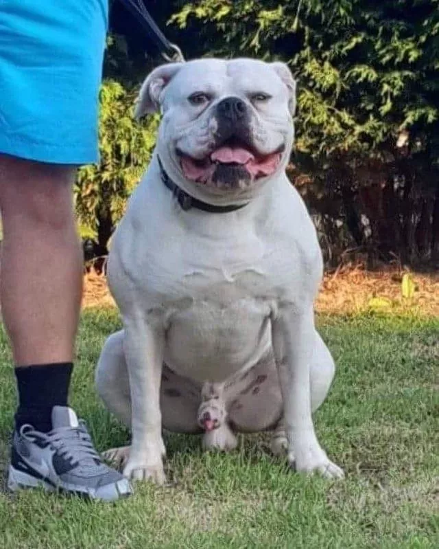 This dog has a smaller version of himself for a penis posted by Kriegerdr